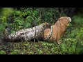 Tragic moment anaconda devours a capybara whole