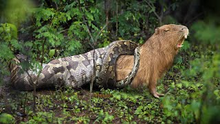 Tragic Moment! Anaconda Devours a Capybara Whole