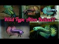 The most beautiful wild alien bettas  wild type captive bred bloodlines from franksbettas