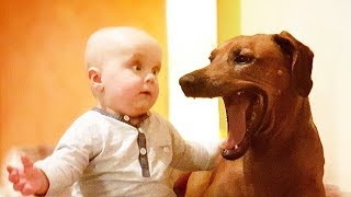 Cutest Babies And Dogs Doing Crazy Things Together #3 | Cute babies Compilation by ASMR Life 19,005 views 4 years ago 11 minutes, 6 seconds