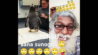 GAANA SUNOGE PENGU..👌👌 #penguin #animals #birds #funnyshorts #comedyvideo #comedy Resimi