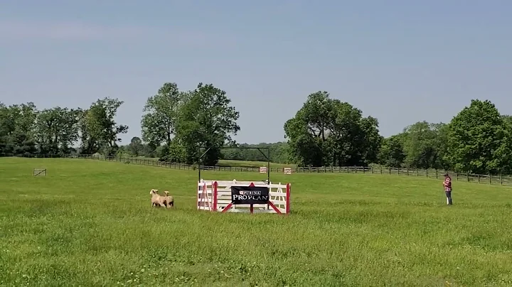 Ettrick Tripp - Bluegrass 2022 Nursey 3 video 2