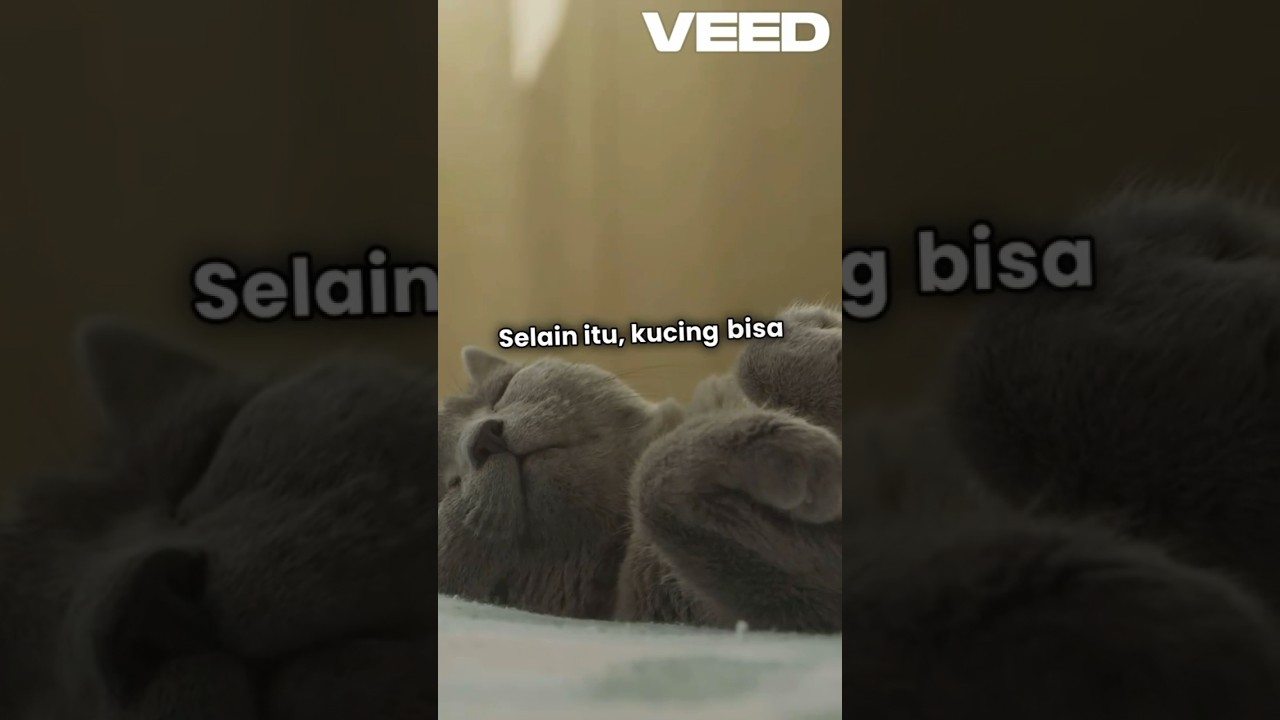 Fakta anabul yang lucu #facts #kucinglucu #kucing #faktakucing