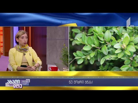 #ახალიდღე „ნუ მოჭრი ბზას!“