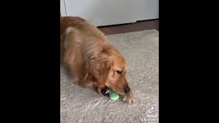 The struggle of a Golden retriever 🤣🐶 | Golden retriever dogs # viral #dogs