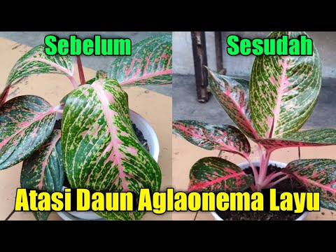 Video: Adakah saya perlu memotong daun yang layu?