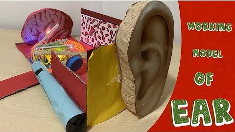 Working model of human ear (Anatomy of ear)