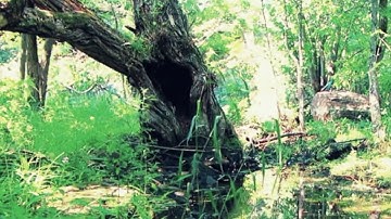 MS 20: Bird vs Angry Frog (sound only)