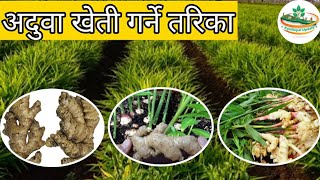 अदुवा खेती गर्ने तरिका || Ginger Cultivation in Nepal || Adhuwa kheti || Agri Farming