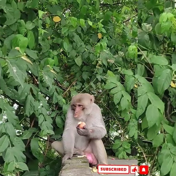 Mons eating🐶#Short