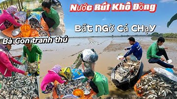 "LŨ Lịch Sử" Rút Cạn Bà Con Đổ Chà Bất Ngờ Cá Chạy Ổ - Vô Luồng Cá Chốt Cá Rô 100 Kg. 