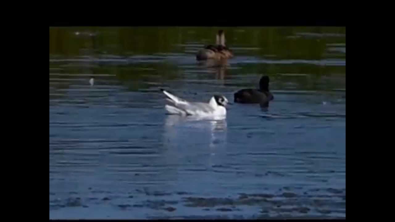 camera iphone 8 plus apk Bonaparte's Gull bathing at Oare