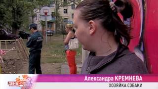Собака и около десятка щенков могут быть погребены заживо Собака и около десятка щенков могут быть погребены заживо