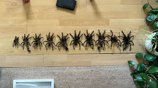 Tarantula 10 Year Growth Cycle by Whitey Exotics 467 views 8 months ago 4 minutes, 48 seconds