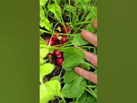 Ранняя редиска очень любит расти у наг. И отдельное место не занимает ...