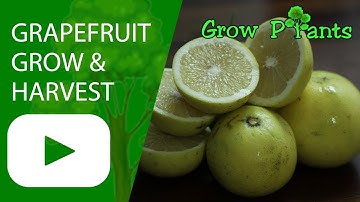 Grapefruit tree - grow, care & harvest fruits