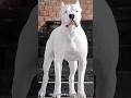 Dogo Argentino The Ultimate Family Guardian Dogo Argentino The Ultimate Family Guardian
