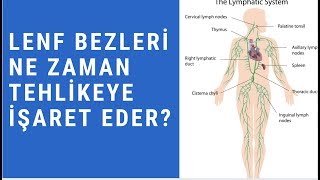 Lenf bezleri ne zaman tehlikeye işaret eder?