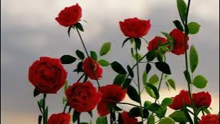 Video Background Bunga   Background Video Bunga Bergerak