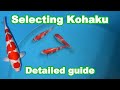 Kohaku koi selection  how to select a good quality kohaku koi