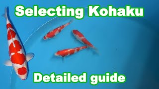 Kohaku Koi selection | How to select a good quality Kohaku Koi?