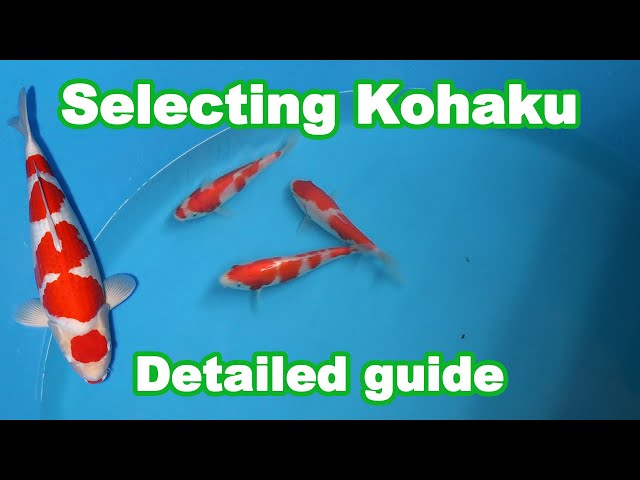 Kohaku Koi selection | How to select a good quality Kohaku Koi? class=