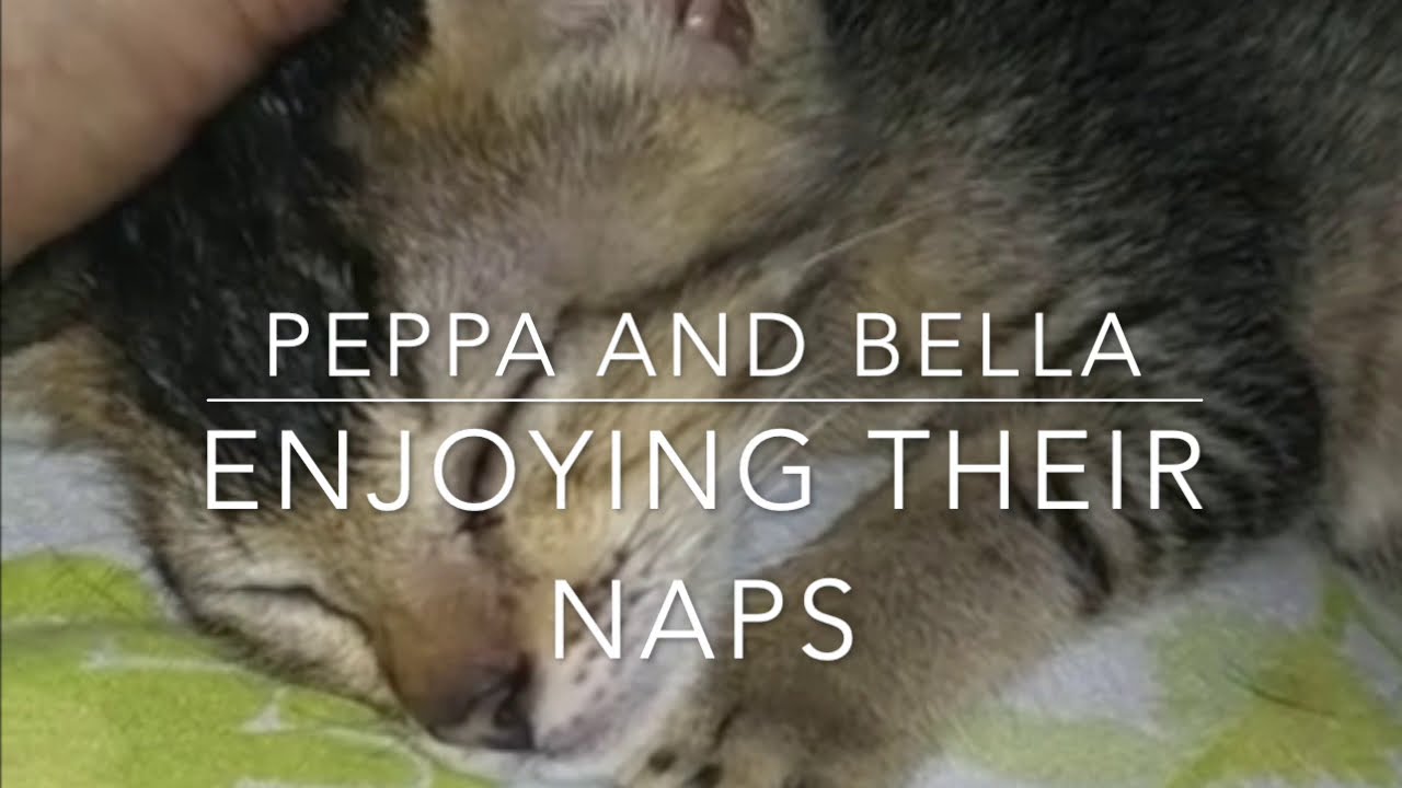 How I fostered stray Kittens | Journey of a CAT parent