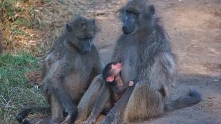 Every Time Baby Tries to Drink... Someone Interrupts!
All this little baboon wants is a peaceful drink of milk. Apparently thats too much to ask.
The youngster repeatedly tries to nurse from mum, only to find itself being pulled away and interrupted by other members of the troop.
Welcome to Africam - always live, always wild!
From elephants and lions to rare nocturnal encounters, our cameras stream incredible wildlife moments from Africa’s most iconic reserves.
👉 Don’t miss a moment! Subscribe to our channel and turn on the notification bell
👍 If you love wildlife, give our videos a like - it helps more people discover the magic of Africam.
Join the conversation in the comments and connect with fellow nature enthusiasts from around the world. Together, we’re building a passionate community that celebrates and protects Africa’s wildlife.
Want more? Visit us at www.africam.com
for 24/7 live streams, exclusive content, and to become part of our dedicated community of zoomies (wildlife watchers).
🐾 Subscribe. Watch. Connect. Every Time Baby Tries to Drink... Someone Interrupts!