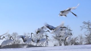 タンチョウ、雪上に舞う 北海道鶴居村