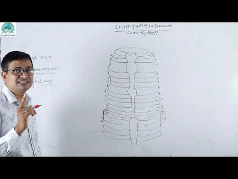 Excretory System in Earthworm l Biology l Class 11 - YouTube