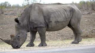 I Gasped When I Saw A Rhino So Near A Child, But His History Is WAY More Shocking