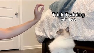 Cat Trick Training