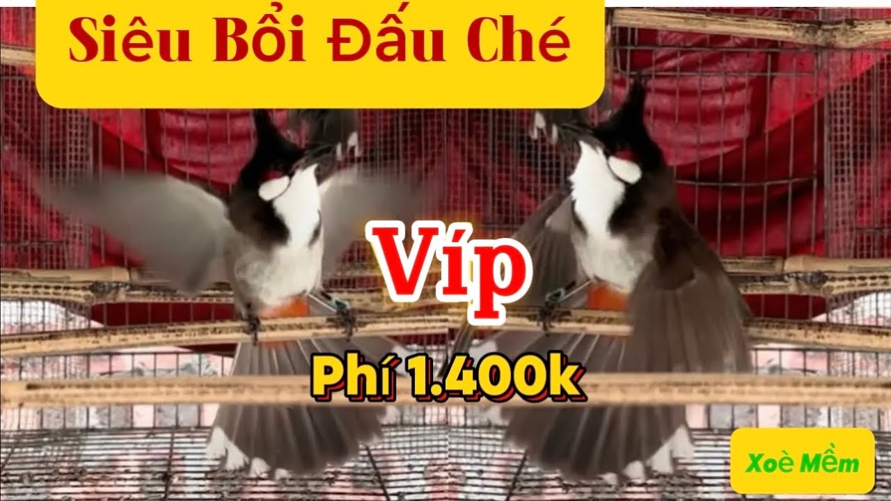 22/1 Siêu Phẩm Bổi Chúa Đinh Tê Mặt Quỷ/Bộ Khủng Phách Vũ Công-Siêu Xoè Cánh Bướm Ôm Cóng/Tố Chất 