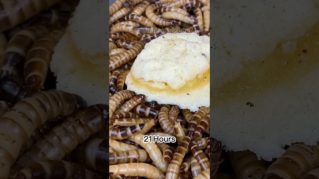 Worm Timelapse Cake Formai 37 Hours
