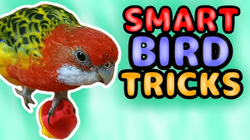 My bird shows off tricks!