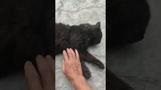 Black Cat Sleeping Stretched Out Flat