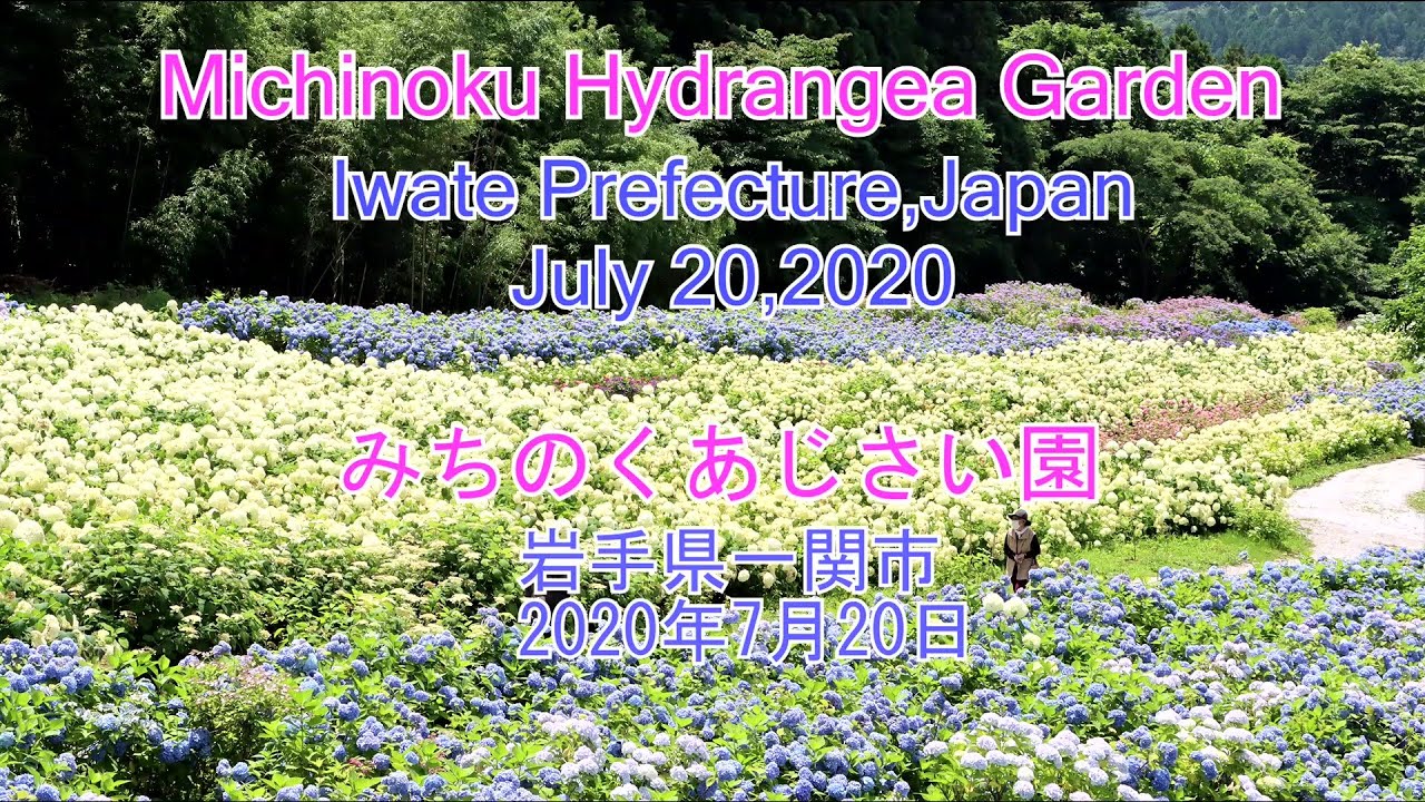みちのくあじさい園 岩手県一関市 年 4k Youtube