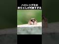 ハエトリグモの赤ちゃんが可愛すぎる