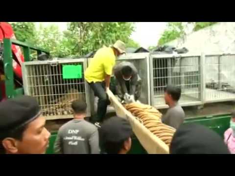 Video: Raid On Tiger Temple Membantu Hewan Langka