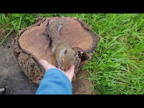 Pet squirrel Tory enjoys rainy day! Cute animals!