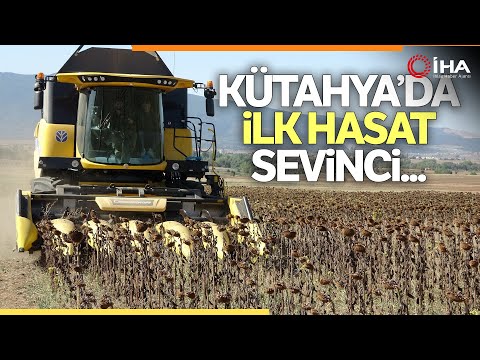 Video: Ayçiçeği yaprakları: tanımı ve tıbbi özellikleri