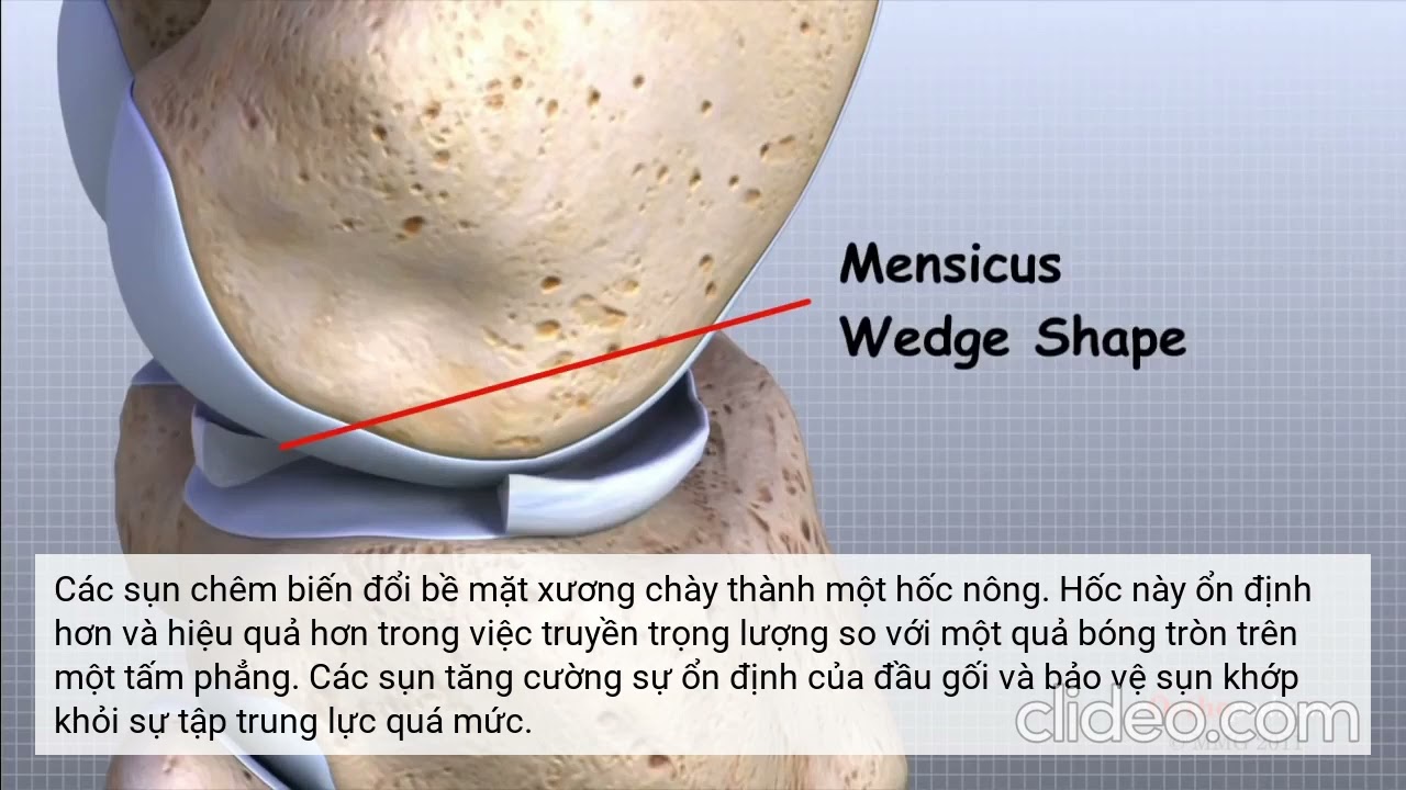 GIẢI PHẪU HỌC KHỚP GỐI - Dr Nguyễn Tôn Ngọc Huỳnh