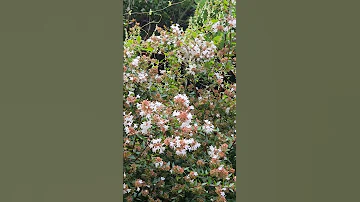 배호 안개낀장충단공원 아름다운풍경 Nature 여유로운 바람 휴식 쉼 자연 산책 시골풍경 꽃댕강나무 