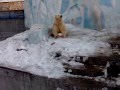 Медвежонок в зоопарке