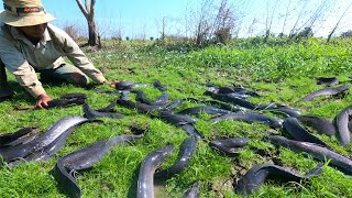 amazing fishing! a lots of catch catfish in grass at field catch by best hand / Top Unique Fishing