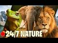 24/7 Nature Documentaries | Wild Animals & Landscapes