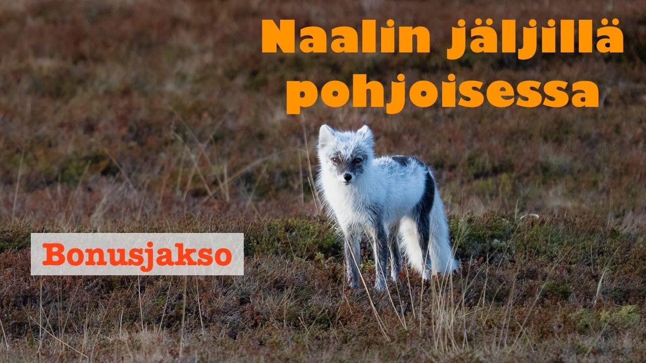 BONUSJAKSO: Naalin jäljillä pohjoisessa
