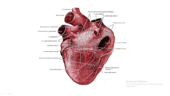 Нағыз порно әжелер үлкен жопы