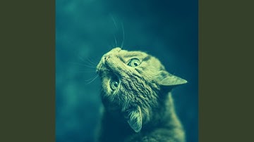 Dashing Ambience for Lazy Cat Days