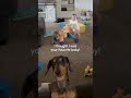 These Pets are total Goobers 🤦 | The FUNNIEST Pet Videos Of The Week